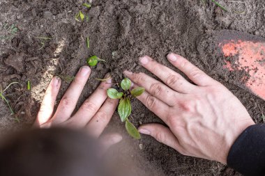 İki adam bahçede çalışırken genç bir ağaç ya da bitki dikiyor, tohum ekiyor ve gelişiyor. Çiftçiler yeni bir hayata, çevreye, bahara, doğaya, bitkilere bakıyorlar.