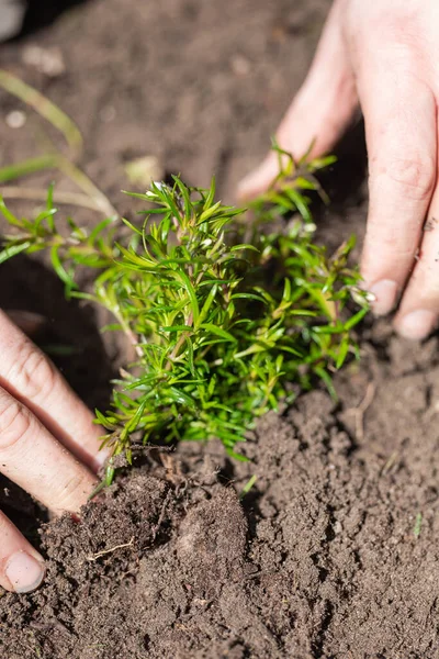 Two man hands planting a young tree or plant while working in the garden, seeding and planting and growing top view, farmers hands care of new life, environment, spring, nature, plants concept