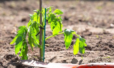 Güneş ışığında büyüyen genç bitki, bahçede büyüyen tohumlar, yeni hayat, bahar, bebek ağacı, bahçıvanlık, tohum yetiştirme kavramı.
