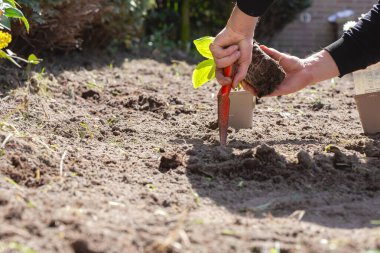 İki adam bahçede çalışırken genç bir ağaç ya da bitki dikiyor, tohum ekiyor ve yetiştiriyor, çiftçiler yeni bir hayat, çevre, bahar, doğa, bitki kavramı ile ilgileniyorlar.