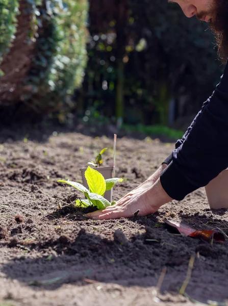 Two man hands planting a young tree or plant while working in the garden, seeding and planting and growing,farmers hands care of new life, environment, spring, nature, plants concept retro