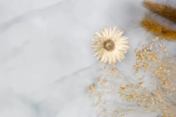 Φρέσκο Φως Άνοιξη Αποξηραμένα Λουλούδι Πλαίσιο Απομονώνονται Λευκό Φόντο Αντίγραφο — Φωτογραφία Αρχείου