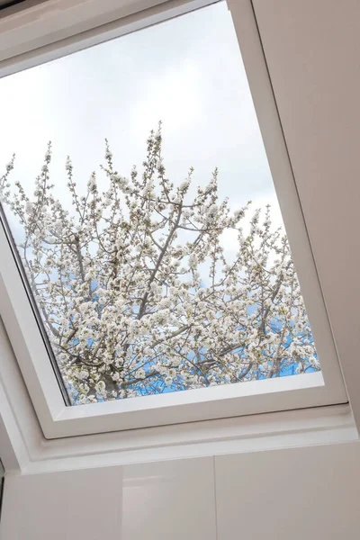 Ett modernt öppet takfönster, mansardfönster mot blå himmel med vackert träd med vita blommor, modern ny husdesign, arkitektonisk detalj — Stockfoto