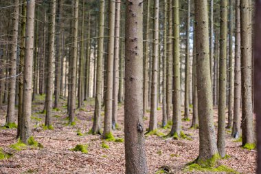 Düz bir çizgide dikilmiş bir çam ağacı koruluğu, orman manzarası arka planı uzun ve uzun gövdeler.
