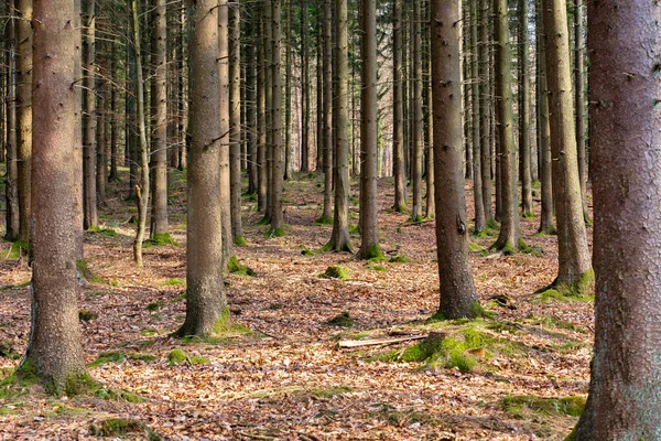 A grove of pine trees planted in a straight line, forest nature landscape background long and tall trunks — Stock Photo, Image