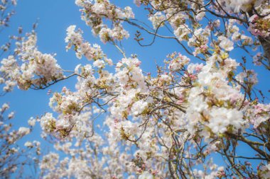 Açık mavi gökyüzü olan güzel renkli taze bahar çiçekleri. Kiraz çiçeği parlak pastel beyaz ve pembe renkler, yaz ve bahar arkaplanı tam çiçeklenme neşeli doğa