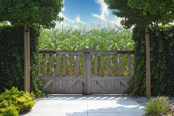 Clôture en bois près du champ de maïs dans le ciel bleu, concept de paysage de nature agricole — Photo