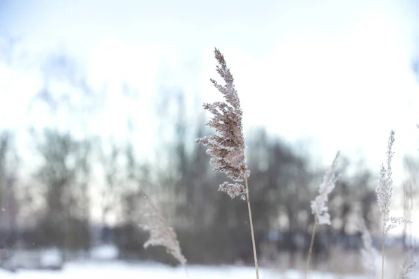 Focus doux abstrait fond naturel de plantes douces Cortaderia selloana se déplaçant dans le vent. Scène claire et lumineuse de plantes semblables à des plumeaux fond de paysage hivernal — Photo