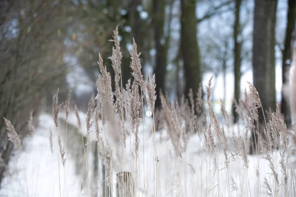 Pampas herbe dos éclairé couleurs naturelles douces, fond abstrait, roseau bontanical concept nature style tendance — Photo