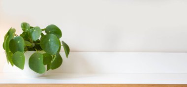 Pilea peperomioides, beyaz ahşap rafta para fabrikası ve modern beyaz arka plan dokusu, kapalı ev için modern dekorasyon, kopyalama alanı