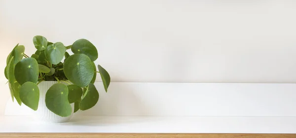 Pilea peperomioides, plante d'argent sur étagère en bois blanc et texture de fond blanc moderne, décoration moderne élégante pour la maison intérieure, espace de copie — Photo