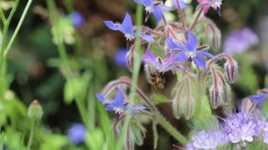 Bal arısı çiçek poleni topluyor. Mor ve mavi çiçekler üzerinde uçuyor. Yazın çekilen güzel doğa makrosu.