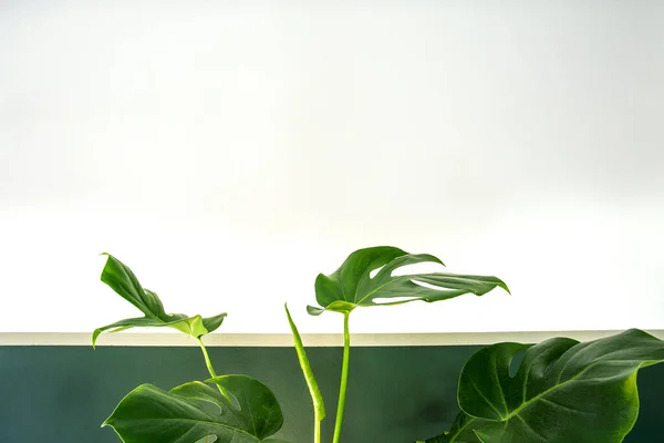 Close up of green indoor house plant on white and green wall. Minimal style interior decoration with copy space stylish modern design Tropical Monstera leaves with light effect