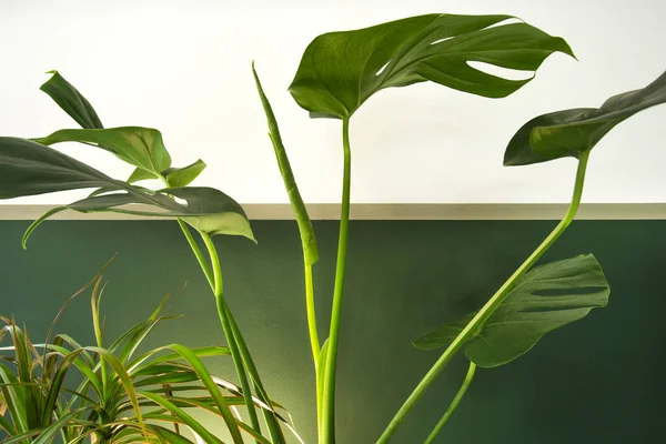 Close up of green indoor house plant on white and green wall. Minimal style interior decoration with copy space stylish modern design Tropical Monstera leaves with light effect