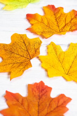 Renkli sonbahar turuncu akçaağaç yapraklarından oluşan arka plan grubu beyaz ahşap arka planda sönük, güzel doğa arka planında sonbahar dönemi modern arka planına yakın.