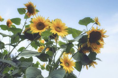 Mavi gökyüzünde parlak sarı ayçiçekleri fotokopi alanı ile güzel doğa manzarası yazın renkli tarlalar.