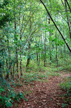 Yağmur ormanları ve bir göl