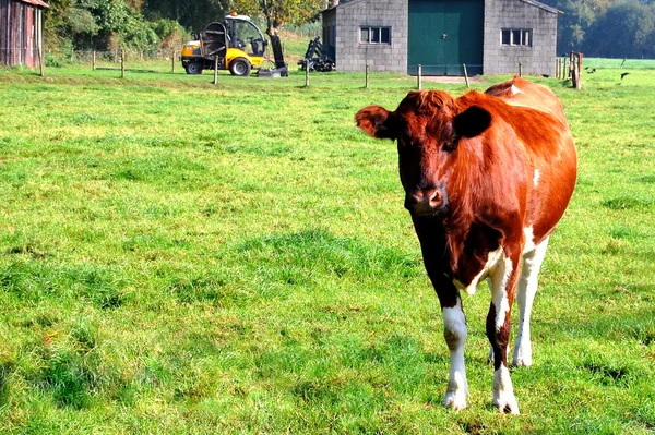 Vache à la ferme — Photo