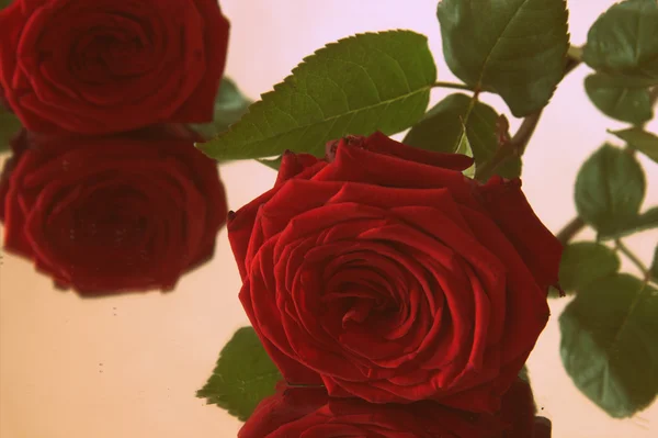 Červené růže s odrazem — Stock fotografie