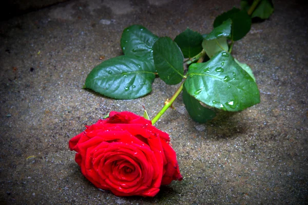 Hermosa rosa roja con gotas de lluvia — Foto de Stock