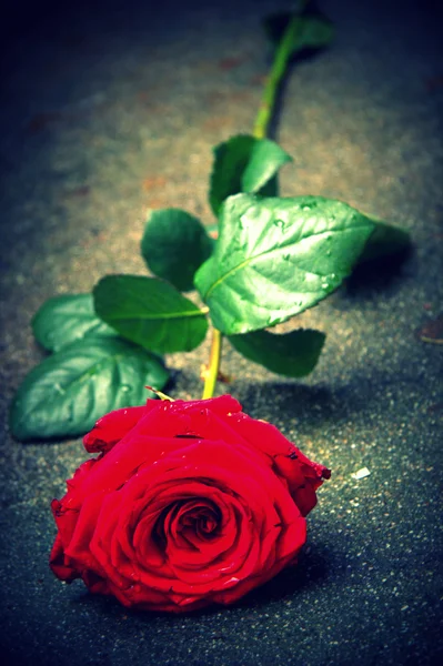 Hermosa rosa roja con gotas de lluvia —  Fotos de Stock