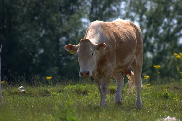 La vache dans la nature — Photo