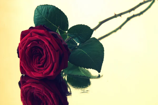 Rosa roja con reflejo —  Fotos de Stock