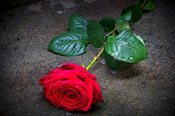 Rosa roja — Foto de Stock