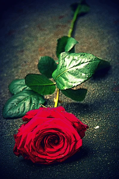 Red rose — Stock Photo, Image