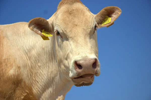 Visage de vache dans le ciel bleu — Photo