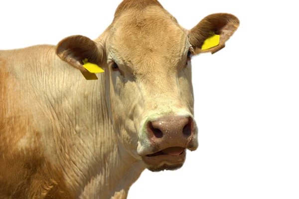 Drôle visage de vache isolé — Photo