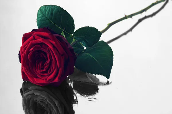 Rosa roja con reflejo en blanco y negro —  Fotos de Stock