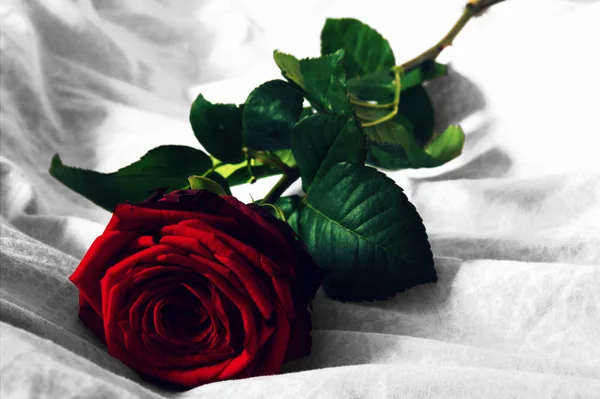 Rosa roja con fondo blanco y negro —  Fotos de Stock