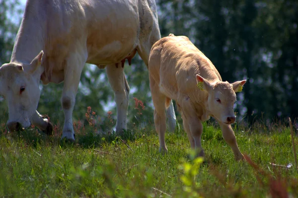 Vache mère avec veau — Photo