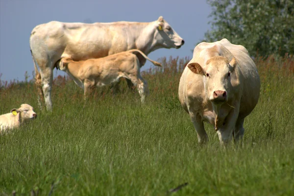 Vache mère avec veau — Photo