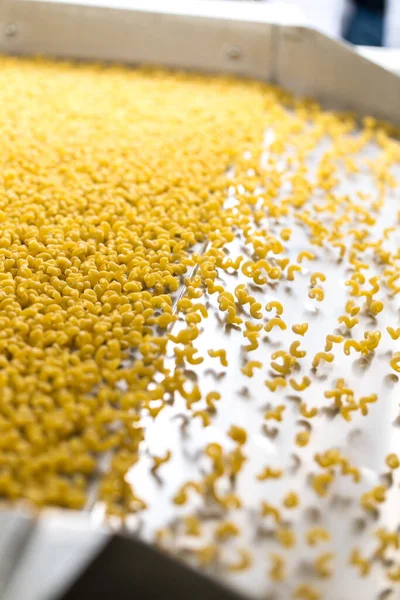 Pasta producing process, various types of pasta on conveyor belt