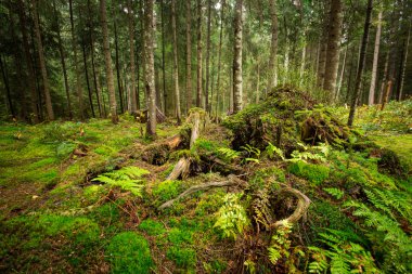 Derin moss orman