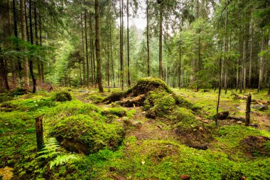 Derin moss orman