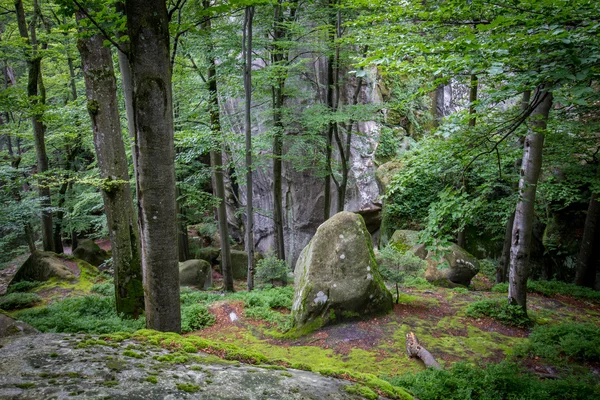 Derin moss orman — Stok fotoğraf