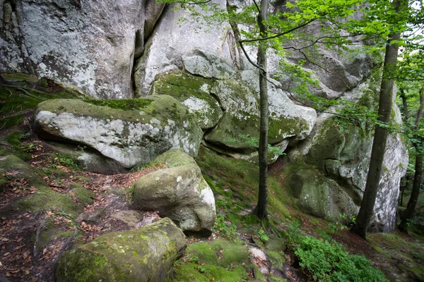 Derin moss orman — Stok fotoğraf