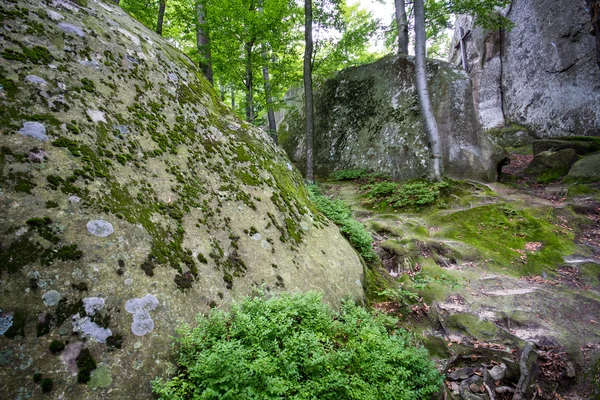 Derin moss orman — Stok fotoğraf