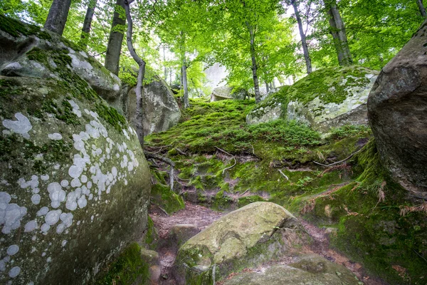 Deep moss forest — Stock Photo, Image