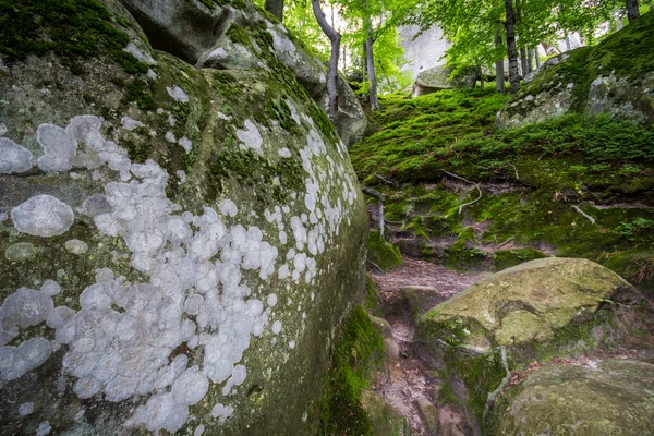 Derin moss orman — Stok fotoğraf