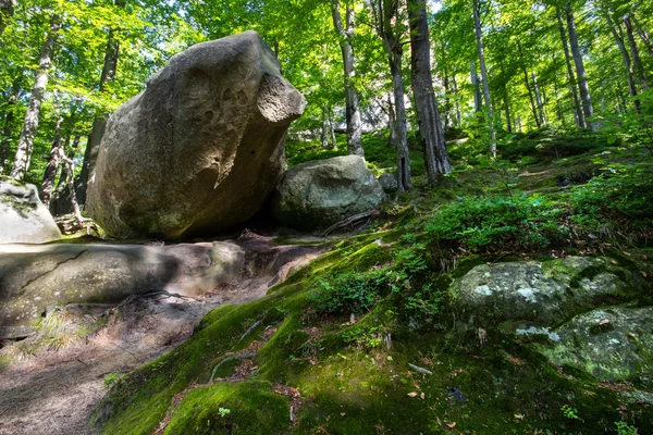 Derin moss orman — Stok fotoğraf