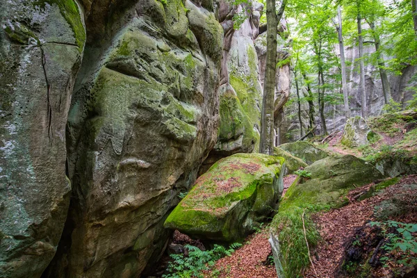 Derin moss orman — Stok fotoğraf