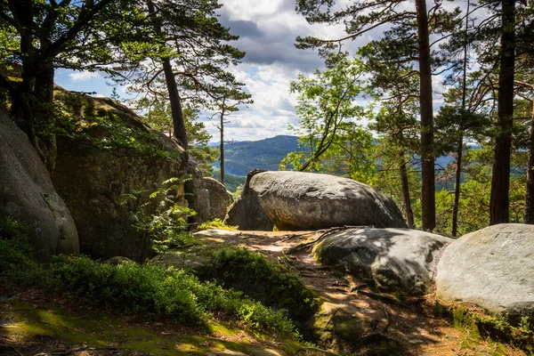 Deep moss forest — Stock Photo, Image