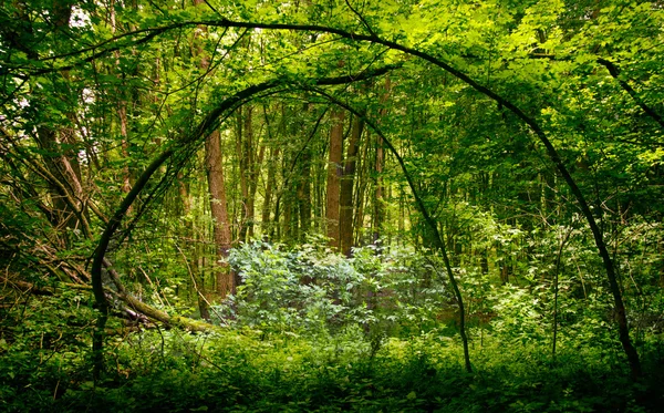 深い苔の森 — ストック写真