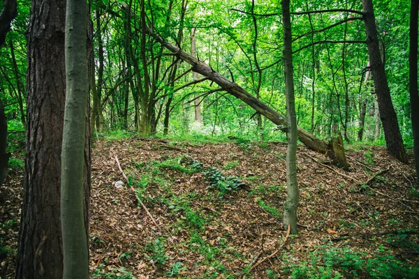 Forêt de mousse profonde — Photo