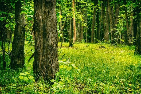 Глубоководный лес — стоковое фото