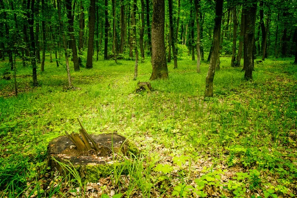 Forêt de mousse profonde — Photo